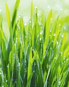 What is Barley Grass ?